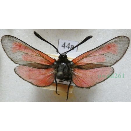 Zygaena purpuralis (Brünnich, 1763) Kraśnik purpuraczek Czech44a